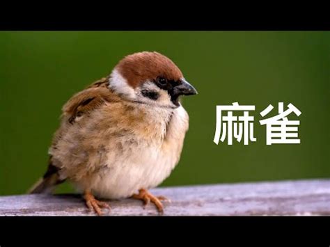 自來鳥入屋 讀書專注